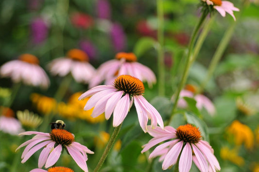 Wildblumen für jeden Garten (Natürliche Schönheiten, die jedes Beet bereichern)