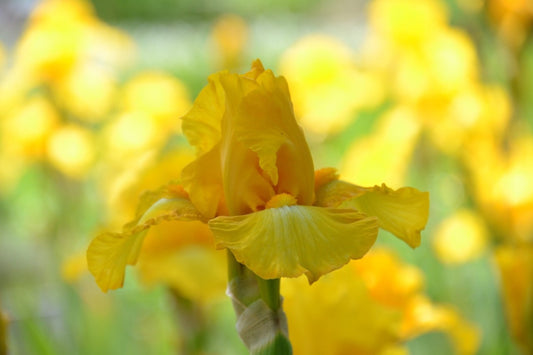 Der Irisfarbkreis (Zusammen mit Dr. Christfried Preussler ist das blütenreiche Projekt auf der Landesgartenschau Überlingen entstanden.)