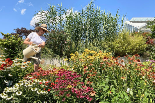 Der Leitfaden zum richtigen Gießen von Stauden und Blumen ( Kurz und knapp für Sie zusammengestellt:)