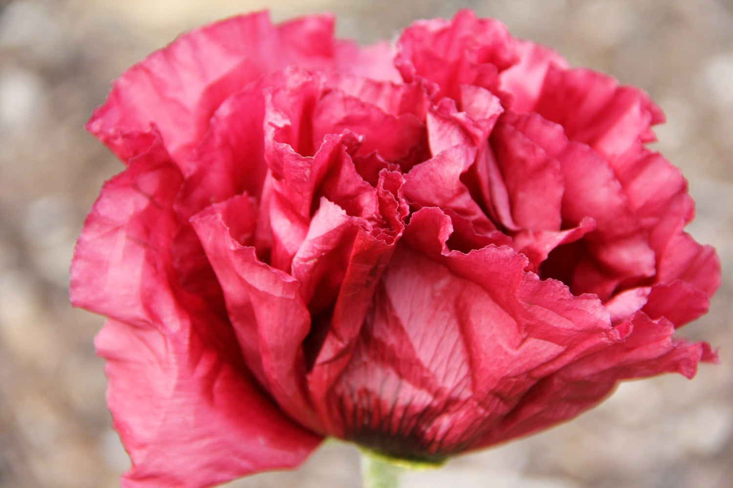 Papaver orientale (Trkischer Mohn)  Grfin von Zeppelin