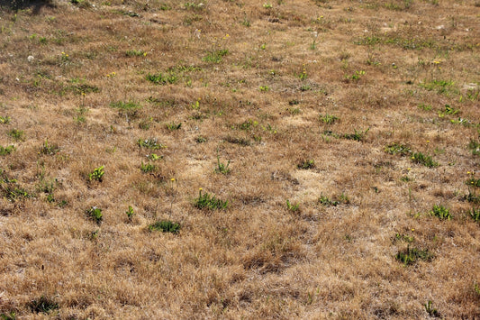 Hitze und Trockenheit im Garten