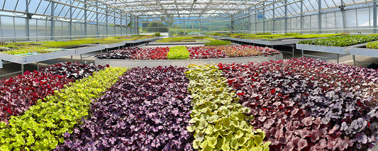 Hochwertige Jungpflanzen für Ihren Garten (Einblick in die Topfproduktion unserer Gärtnerei)