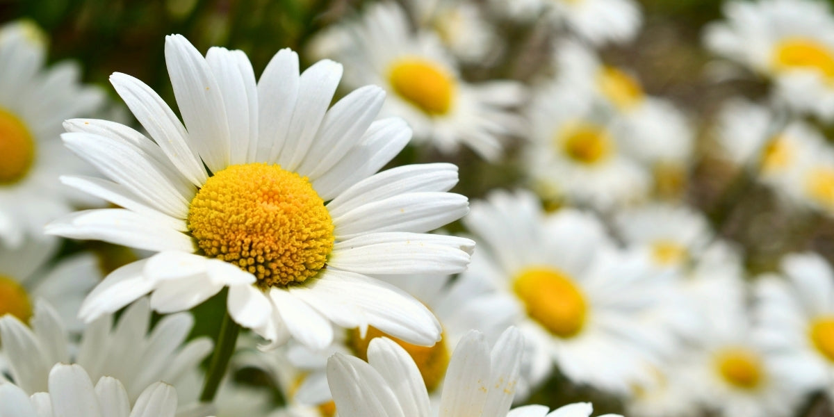 Leucanthemum (Margeriten)