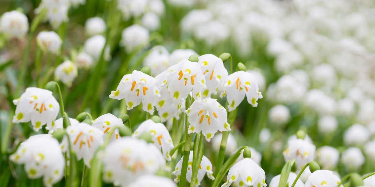 Leucojum (Knotenblume)