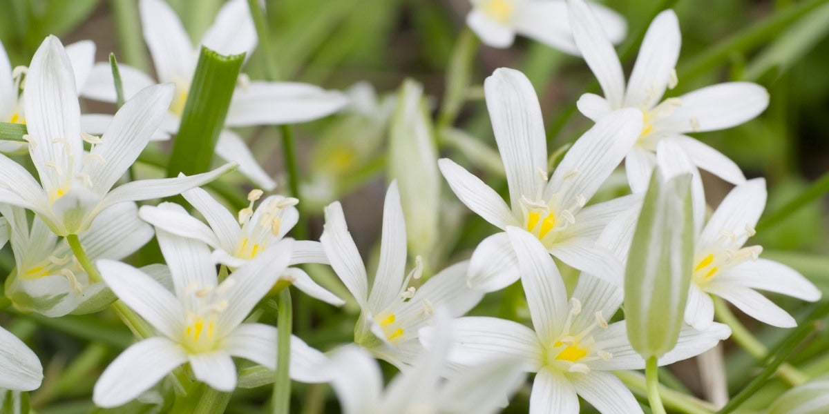 Ornithogalum (Milchstern)