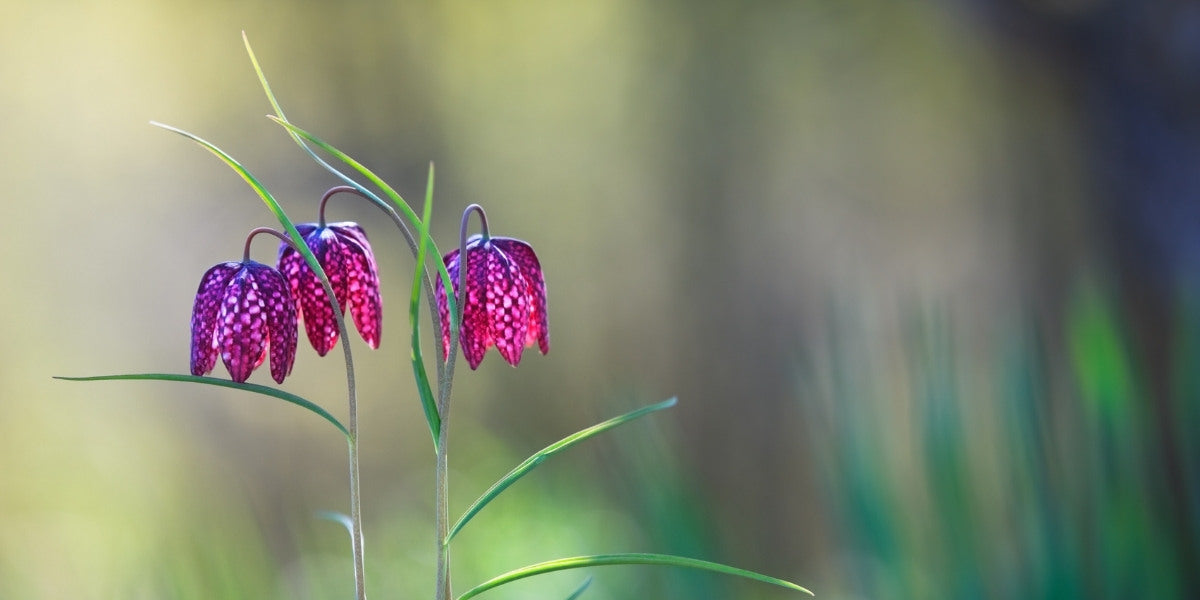 Fritillaria (Kaiserkronen & Schachbrettblumen)