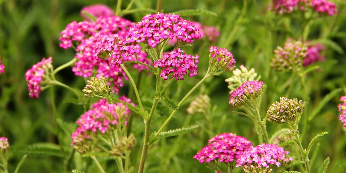 Achillea (Schafgarbe)