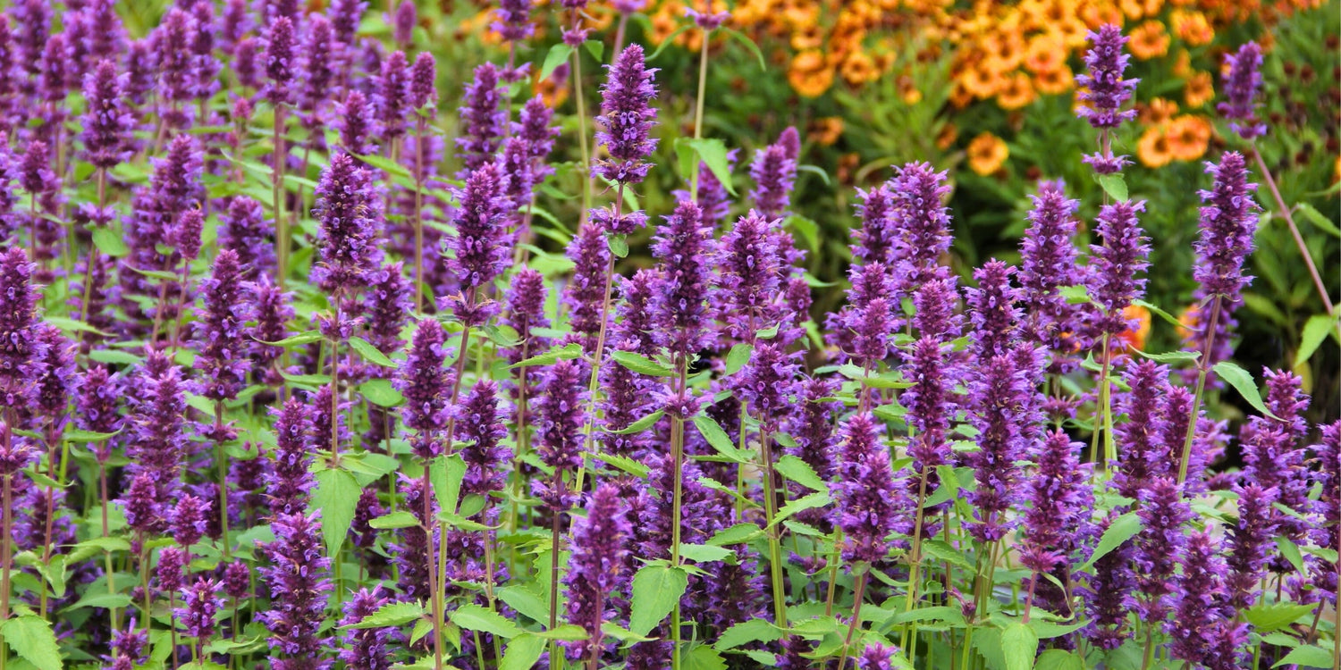 Agastache (Duftnessel)