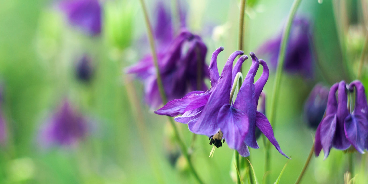 Aquilegia (Akelei)