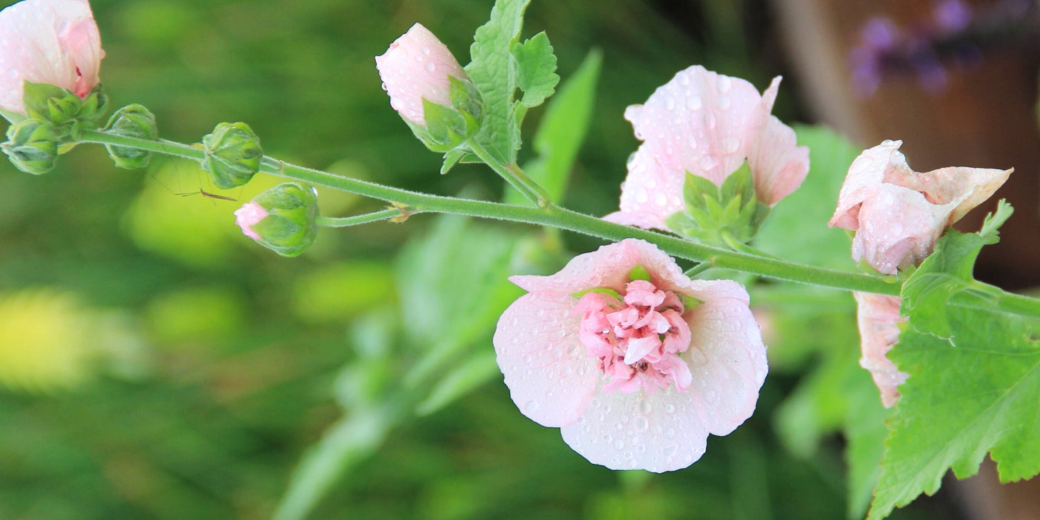 Alcalthaea (Stockrose)