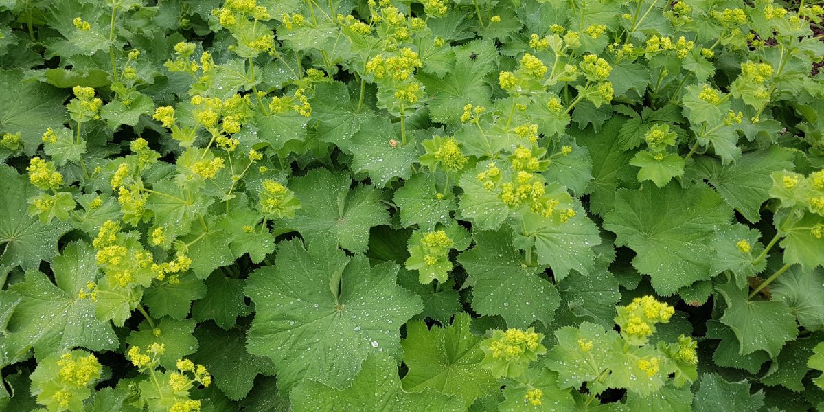Alchemilla (Frauenmantel)
