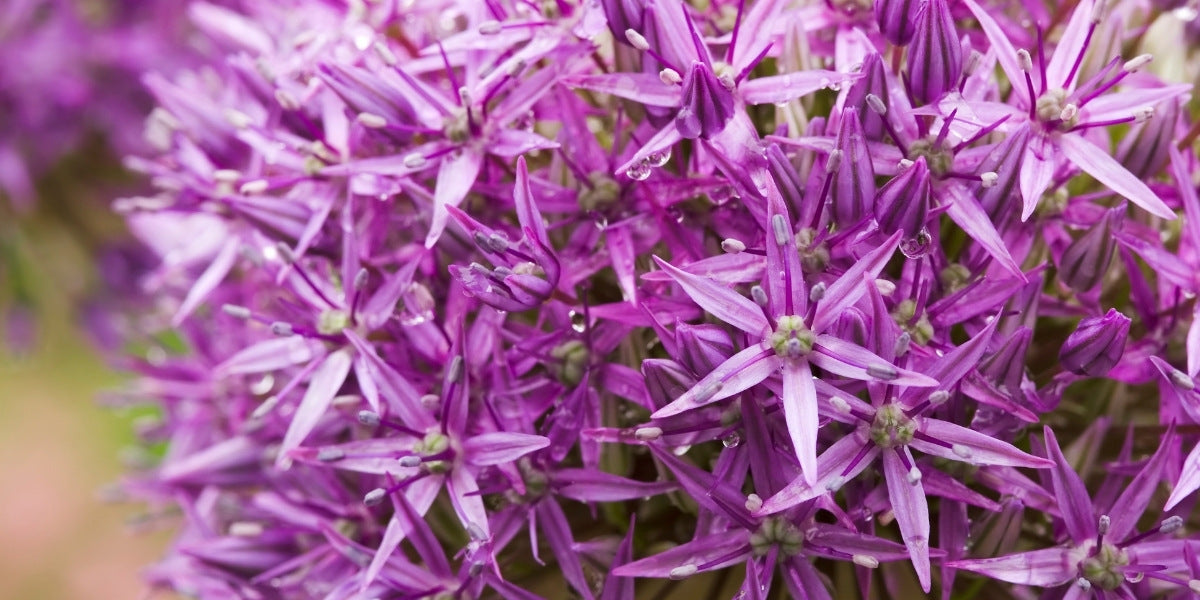 Allium (Zierlauch)