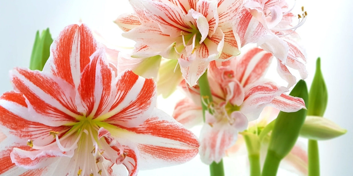 Amaryllis (Hippeastrum)