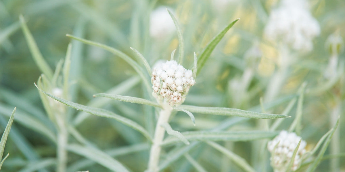 Anaphalis (Perlkörbchen)