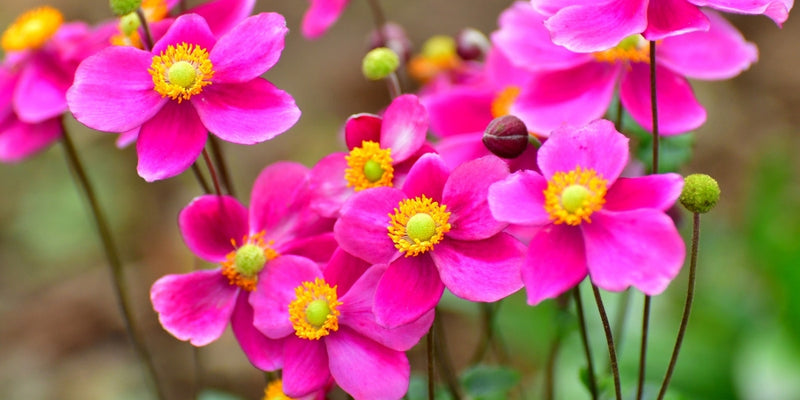 Anemone (Windröschen)-Eine Bereicherung für jeden Garten