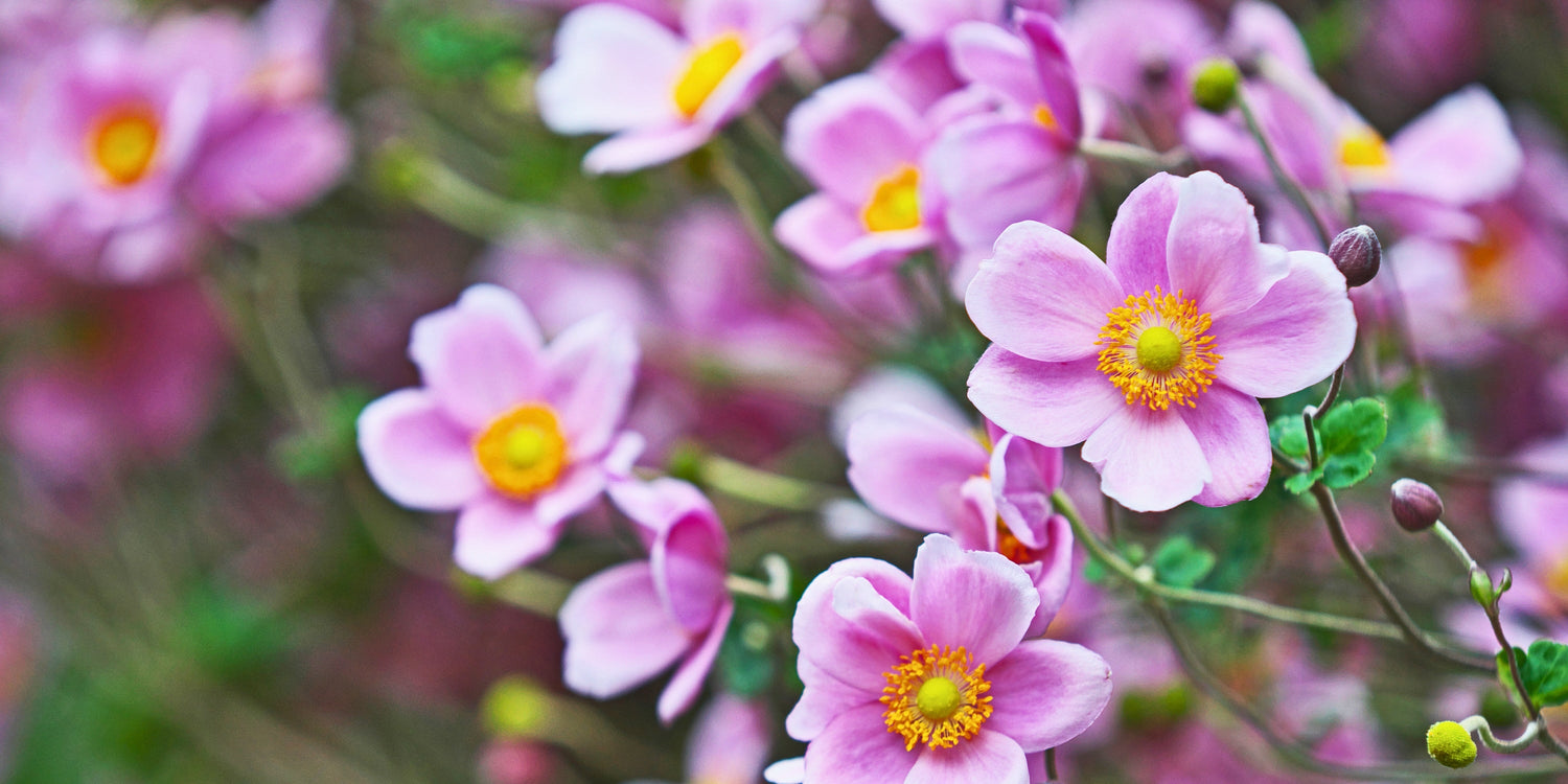 Anemone (Windröschen)