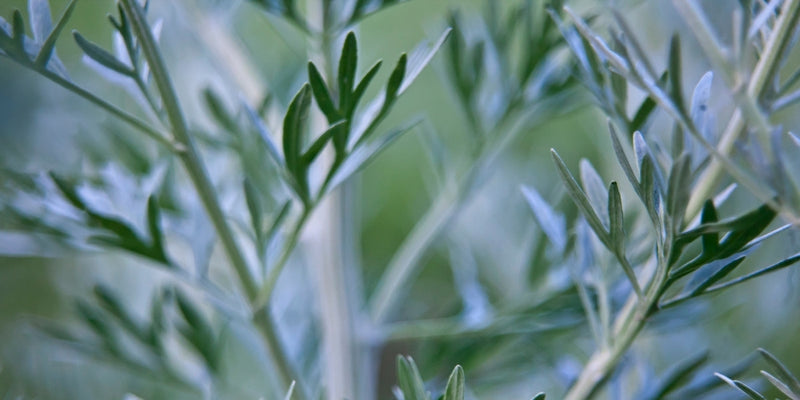 Artemisia (Beifuß)-attraktiv und wohlriechend