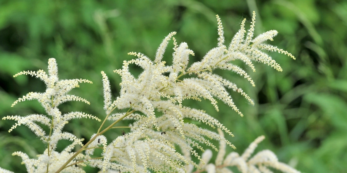 Aruncus (Geißbart)
