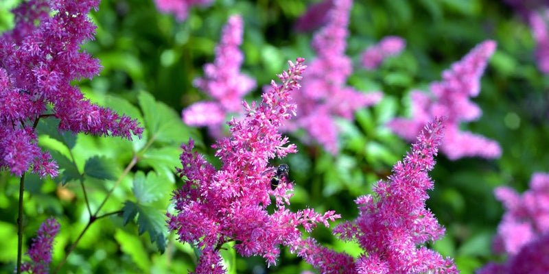 Astilbe (Prachtspiere)-Langlebige Leuchtkraft für sonnige & halbschattige Standorte