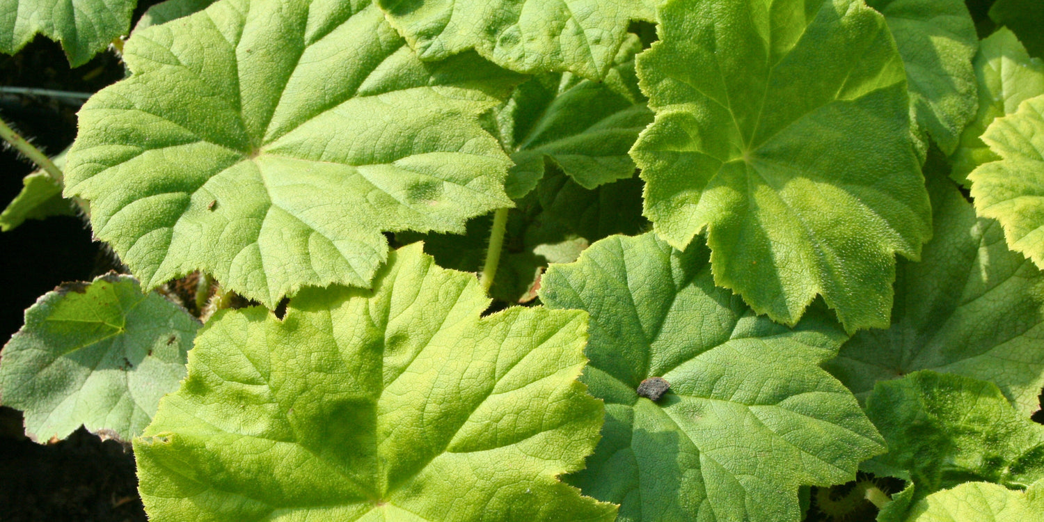 Astilboides (Tafelblatt)