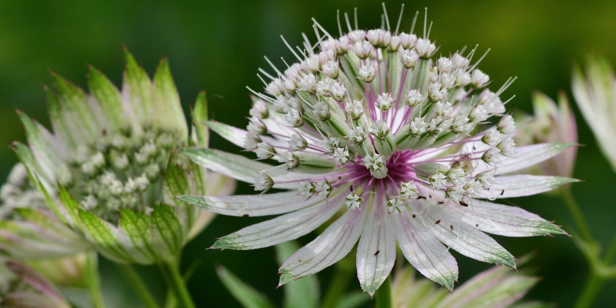 Astrantia (Sterndolde)