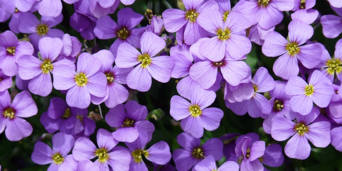 Aubrieta (Blaukissen)