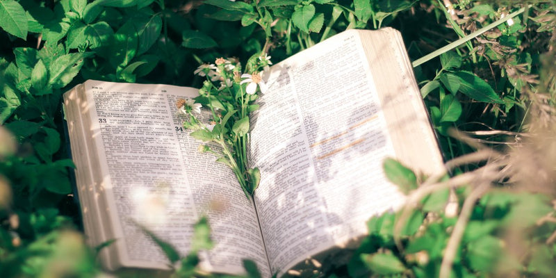 Pflanzenwissen-Gartenpflanzen, Pflanzenportraits, Monografien und Handbücher