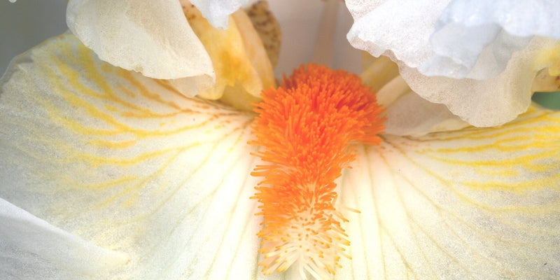 Iris Barbata (Bartiris)-Iris Blumen in den Farben des Regenbogens