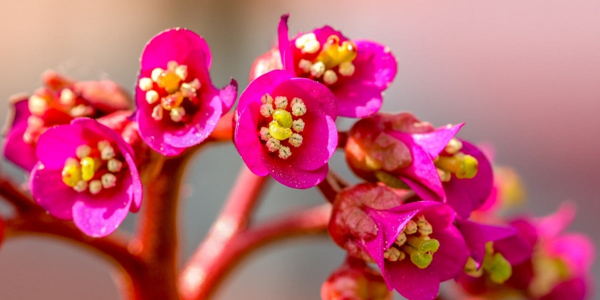 Bergenia (Bergenien)