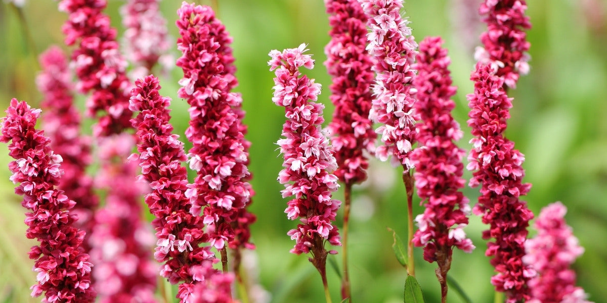 Bistorta (Kerzenknöterich)