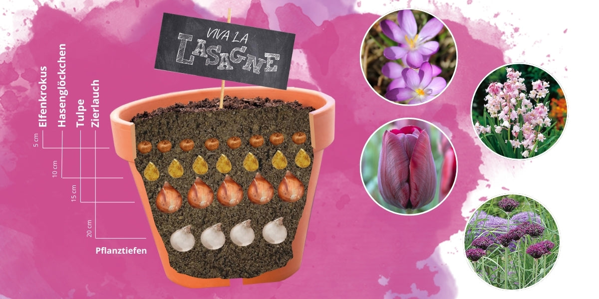 Blumenzwiebel-Lasagnen