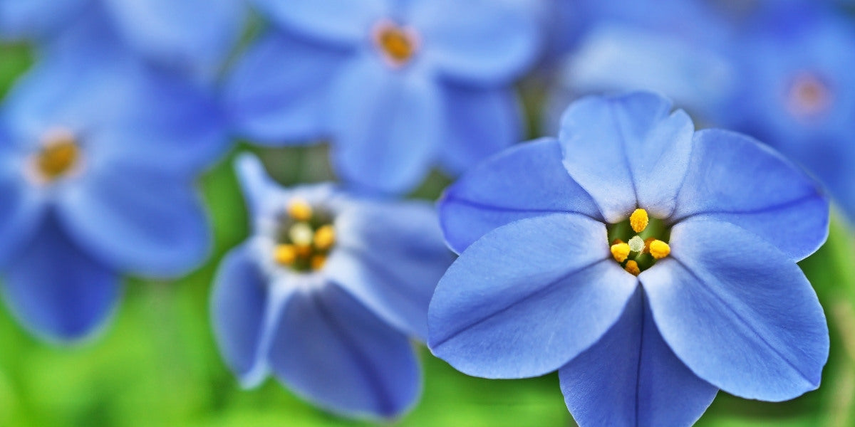 Ipheion (Andenknoblauch)