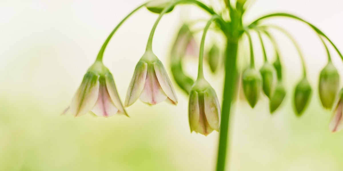 Yalangoch suratim Yalangoch suratim