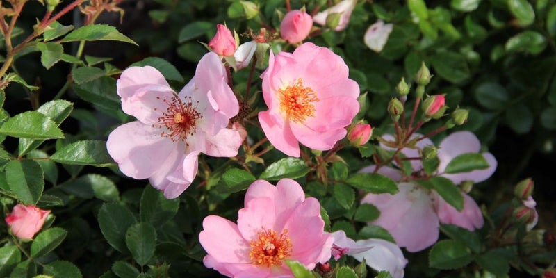 Bodendeckerrosen-Diese Sorten eignen sich als Bodendecker