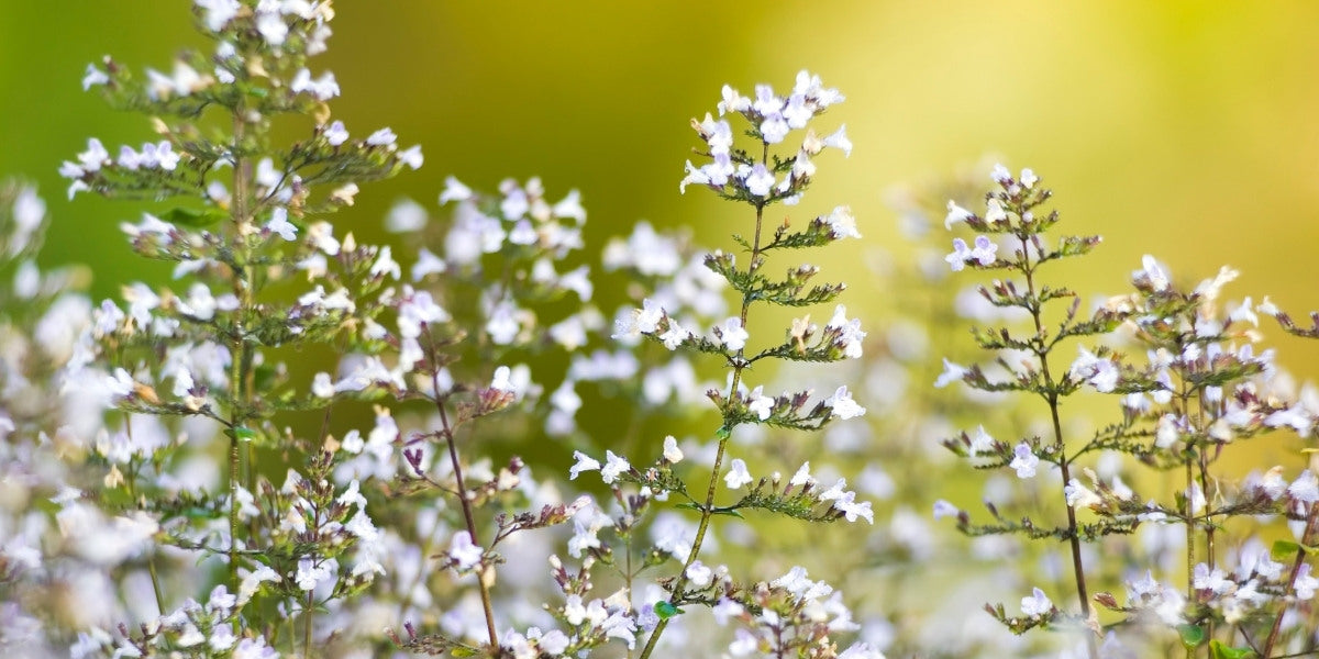 Calamintha (Steinquendel)