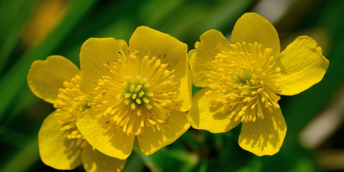 Caltha (Sumpfdotterblume)