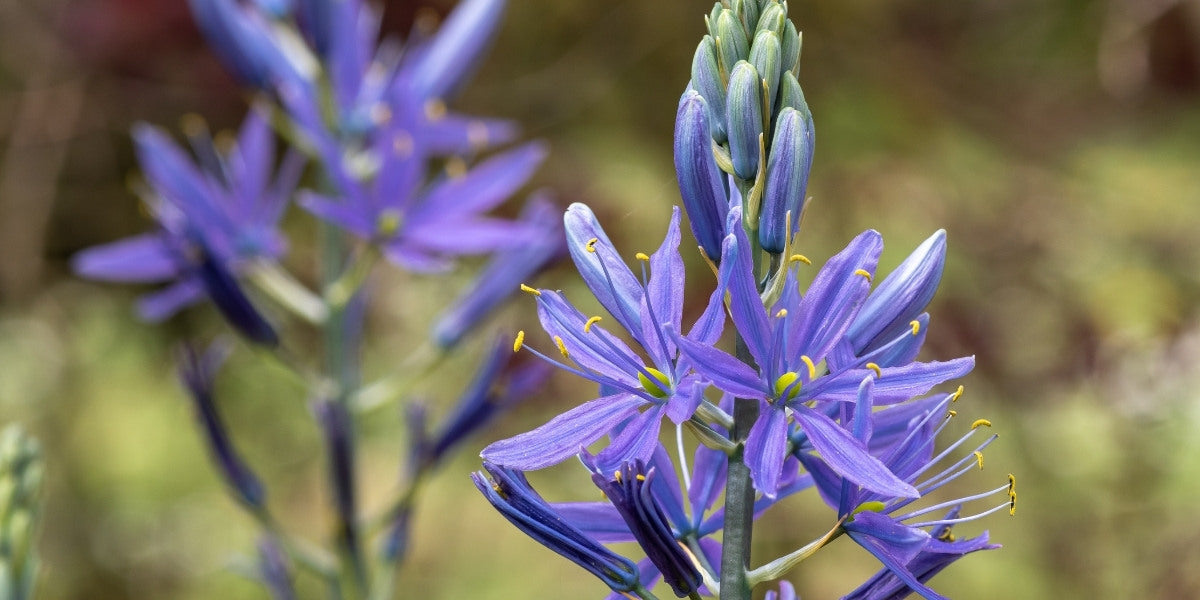 Camassia (Prärielilie)