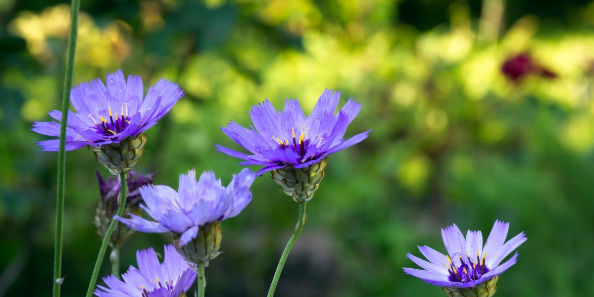 Catananche (Rasselblume)