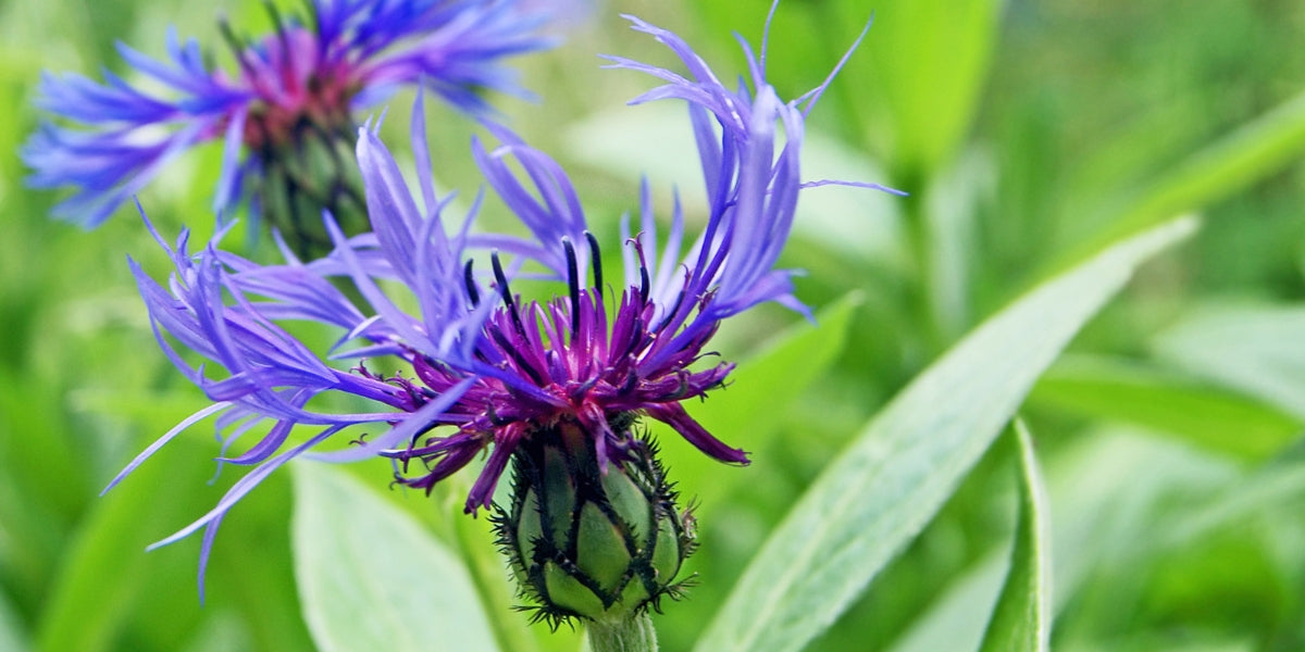 Centaurea (Flockenblume)