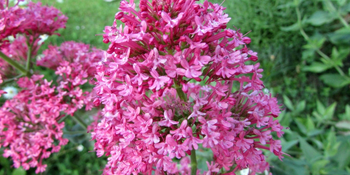 Centranthus (Spornblume)