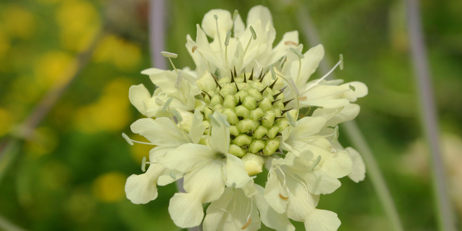Cephalaria (Riesenschuppenkopf)