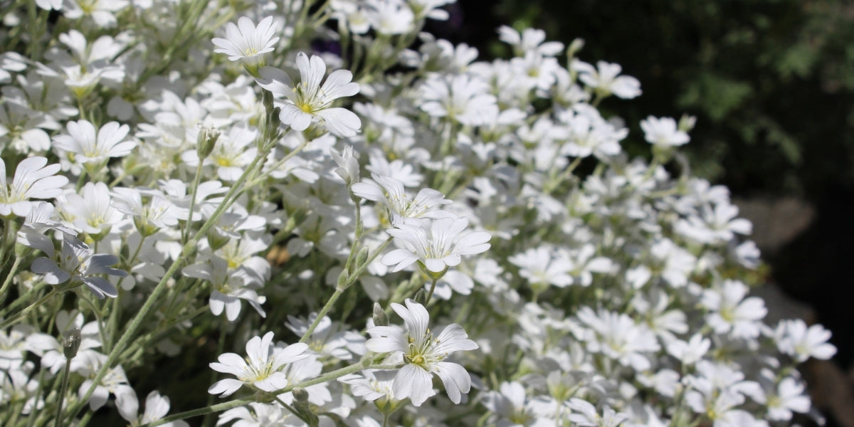Cerastium (Hornkraut)