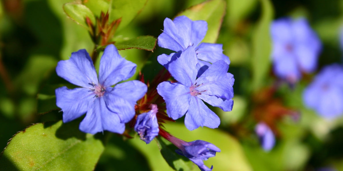 Ceratostigma (Bleiwurz)