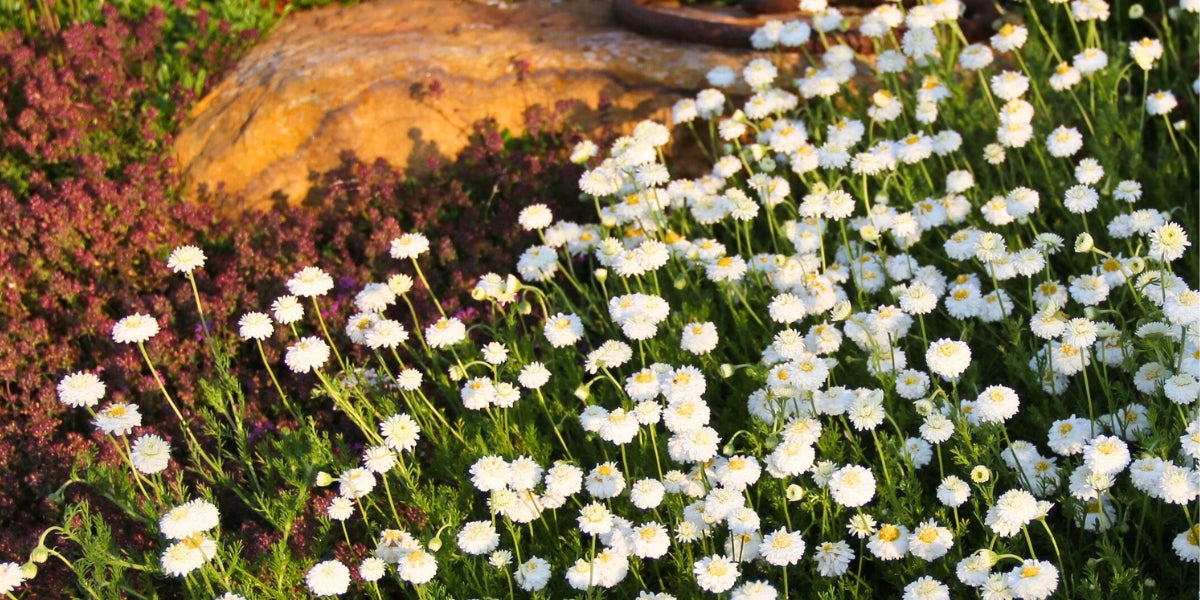 Chamaemelum (Scheinkamille)