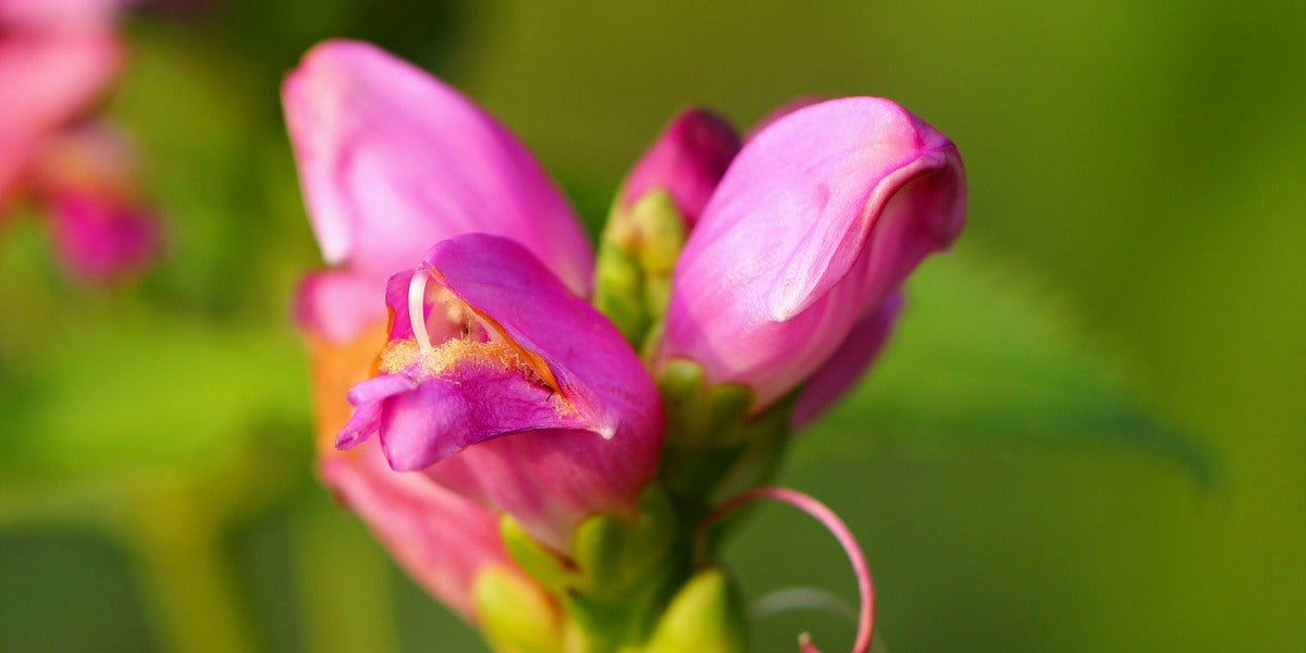 Chelone (Schlangenkopf)