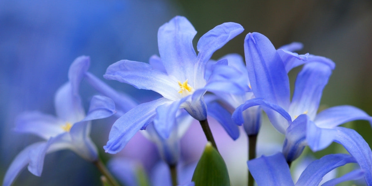 Chionodoxa (Sternhyazinthe)