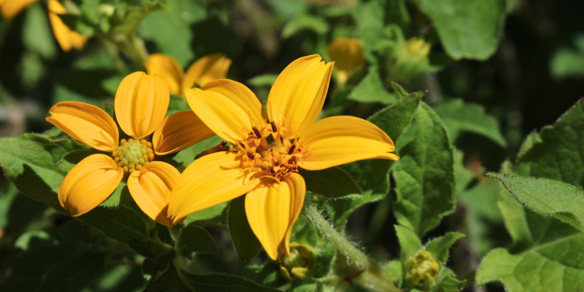 Chrysogonum (Goldkörbchen)