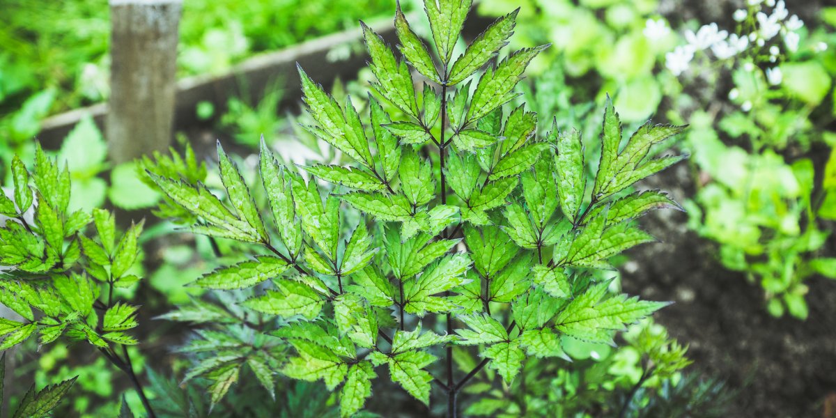 Cimicifuga (Silberkerze)