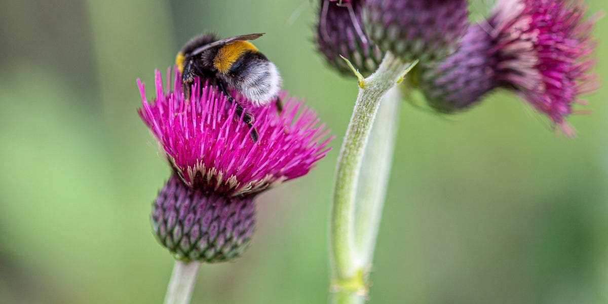 Cirsium (Kratzdistel)