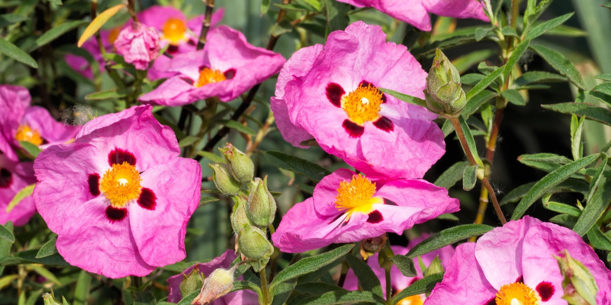 Cistus (Zistrose)
